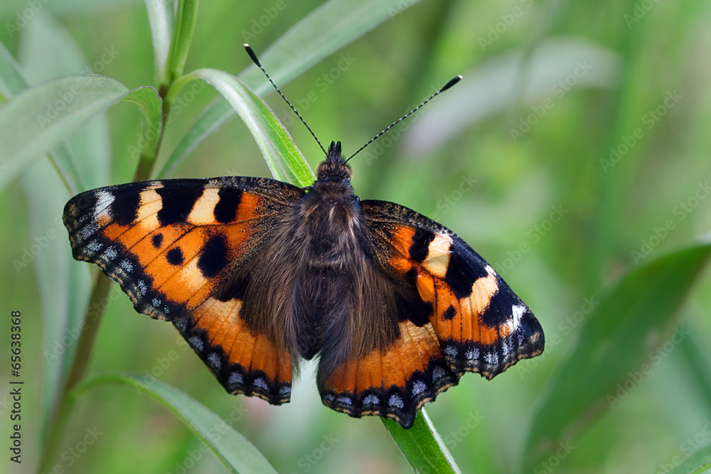 papillon le vulcain perché sur brin d'herbe ailes déployées papillon le vulcain perché sur brin d'herbe ailes déployées