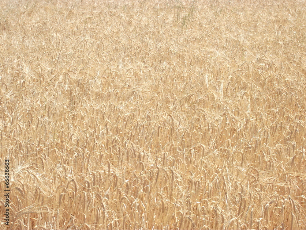 Fototapeta premium arpa tarlası