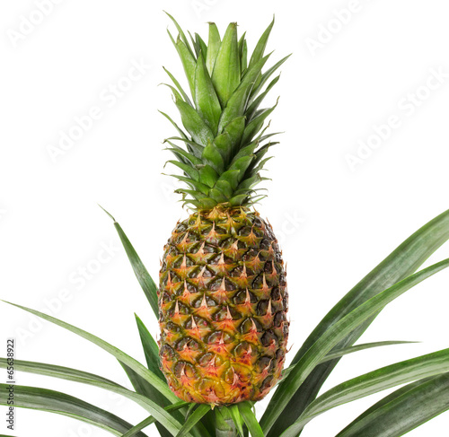 ripe pineapple on the white background