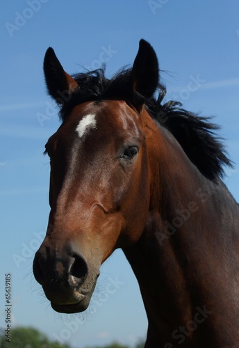 Fototapeta Naklejka Na Ścianę i Meble -  Beautiful Horse
