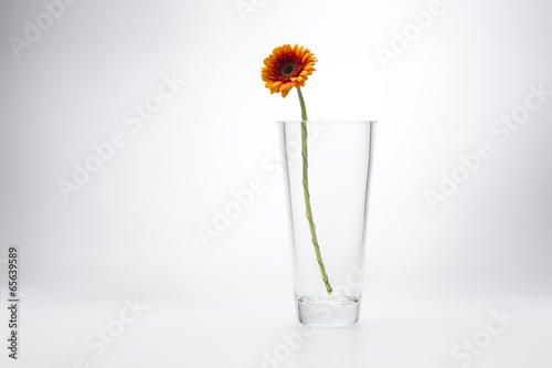 Yellow Gerbera Daisy in a stylish glass vase photo