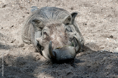 Warzenschwein im Sand photo