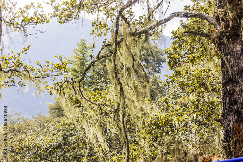 Fototapeta premium beard Lichens