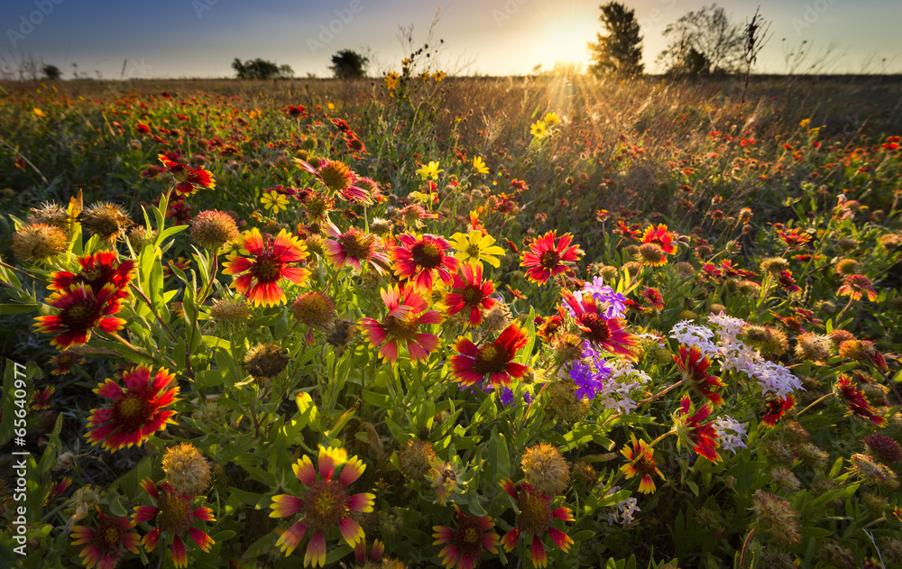 Naklejka premium Texas Wildflowers at Sunrise