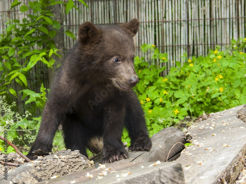 Brown bear (Ursus arctos) cub