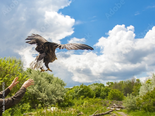 Releasing a white-tailed eagle (Haliaeetus albicilla)