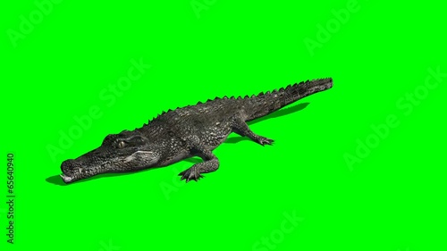 crocodile attak with shadow - green screen photo