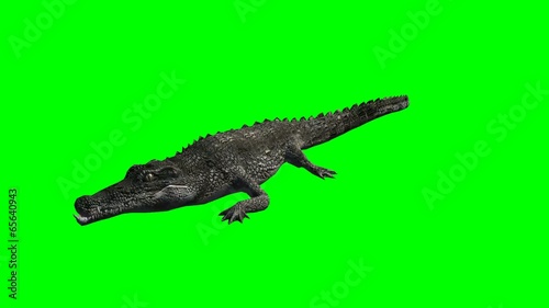 crocodile attak - green screen photo