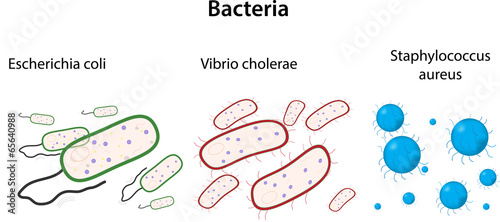 Bacteria Types Presentation