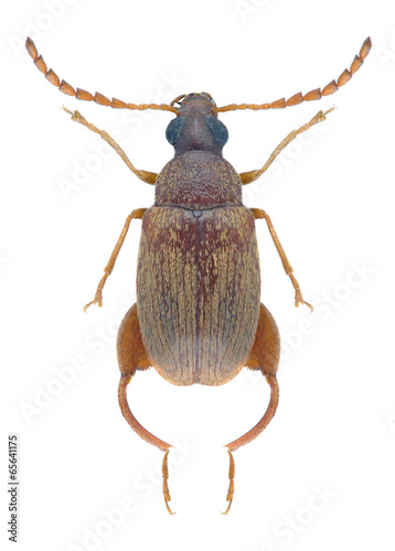 Beetle Caryedon serratus palaestinicus