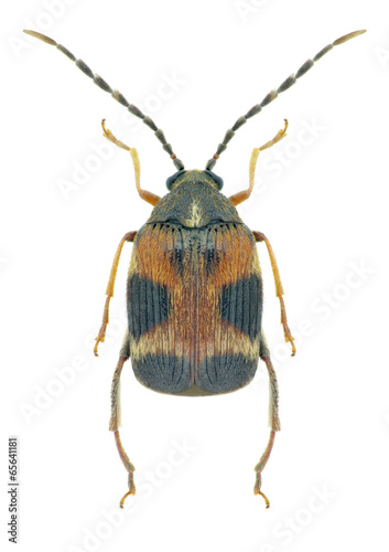 Beetle Callosobruchus maculatus photo