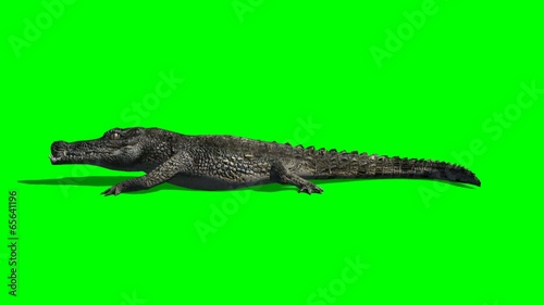 crocodile walking - green screen