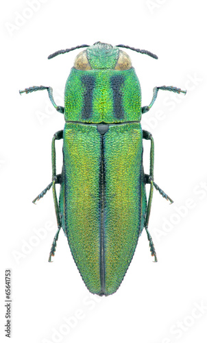 Beetle Anthaxia sponsa