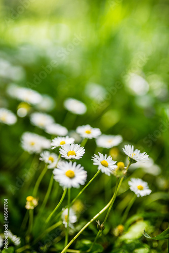 Meadow full of daisies - taken with open aperture