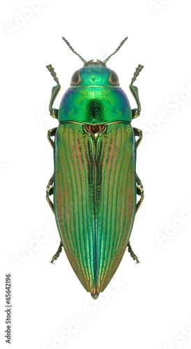 Metallic wood borer Eurythyrea austriaca