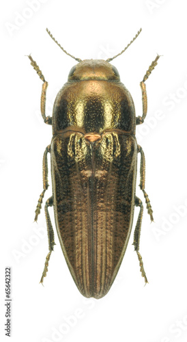 Beetle metallic wood borer Sphenoptera aeneomicans photo