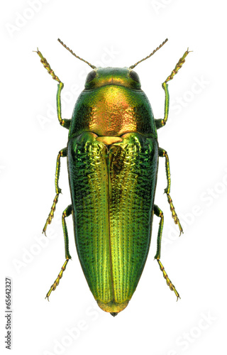 Beetle metallic wood borer Sphenoptera (Chrysoblemma) scovitzi photo