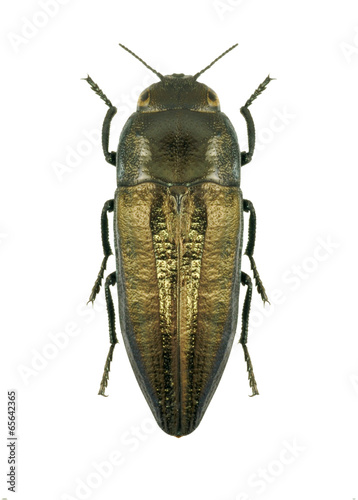 Beetle metallic wood borer Sphenoptera pallasia photo