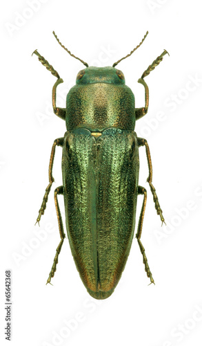 Beetle metallic wood borer Sphenoptera orichalcea meveri