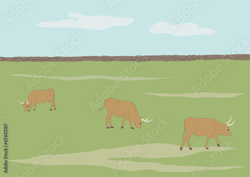 Cows Grazing in Field