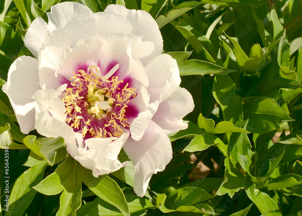 Obraz premium Flower