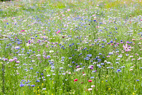 flower meadow