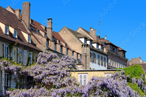 glycine grimpante à Strasbourg