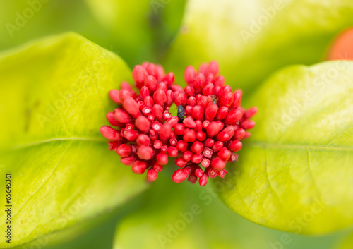 Fototapeta Naklejka Na Ścianę i Meble -  Ixora flower