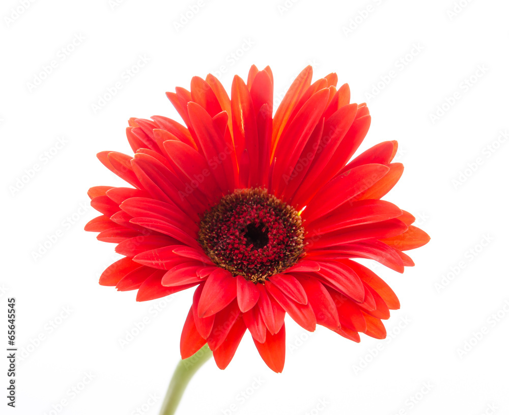 Gerbera