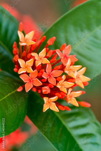Fototapeta Naklejka Na Ścianę i Meble -  Ixora flower