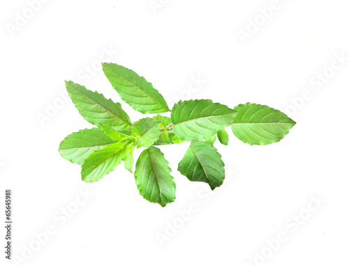 Thai Basil isolated on white background.