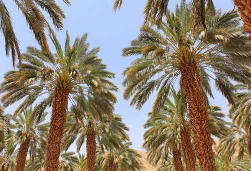 date palm plantation