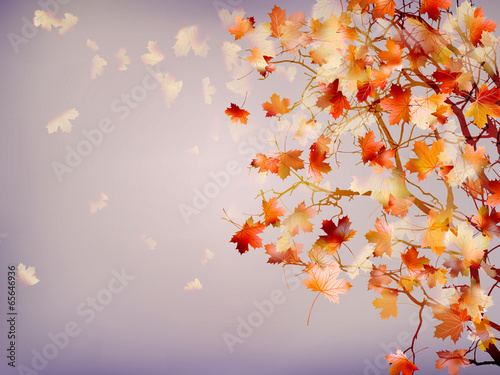 Branch of bright autumn maple foliage. EPS 10