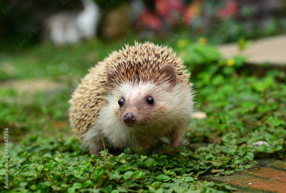 Fototapeta premium Hedgehog