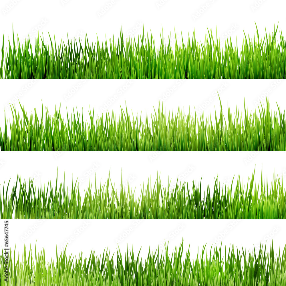 Fresh spring green grass Isolated On White. EPS 10 Fresh spring green grass Isolated On White. EPS 10