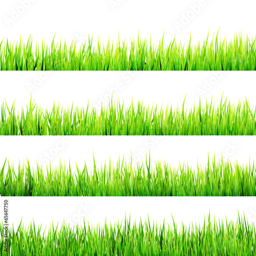 Fresh spring green grass isolated. EPS 10