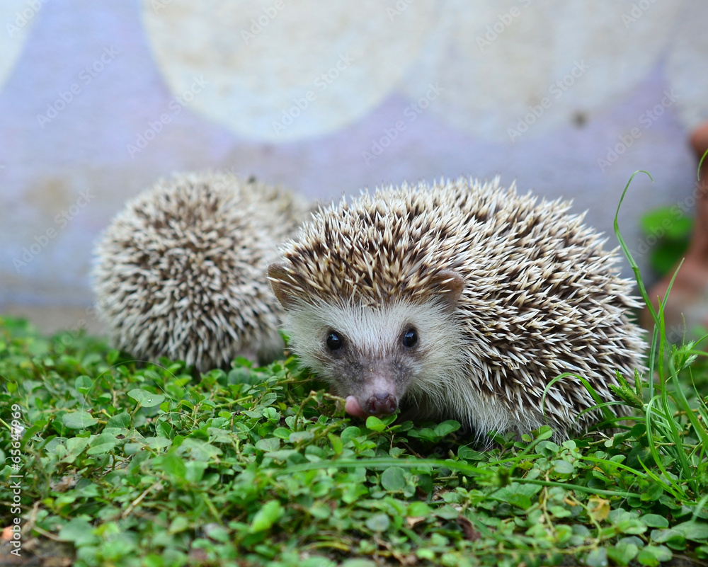 Fototapeta premium Hedgehog