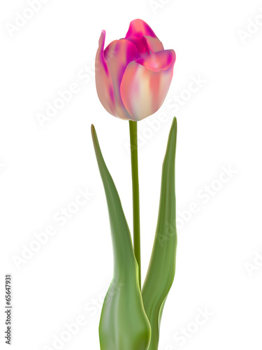 Tulip flower isolated on white background. EPS 8