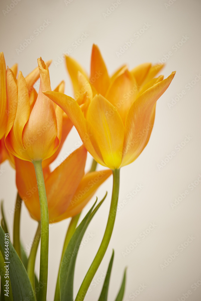 Fototapeta premium tulip flowers