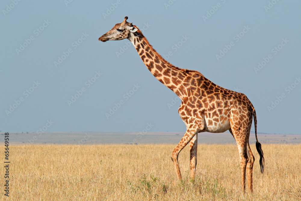 Masai giraffe, Masai Mara