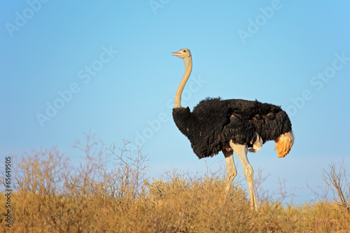 Male ostrich, Kalahari desert