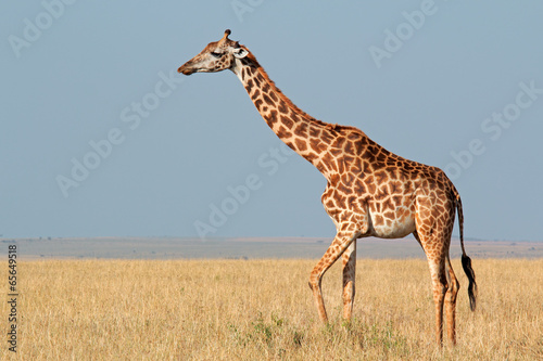 Masai giraffe  Masai Mara