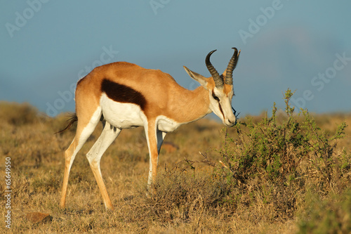 Springbok antelope feeding