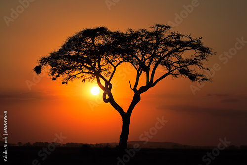 Sunset with silhouetted tree, Amboseli National Park