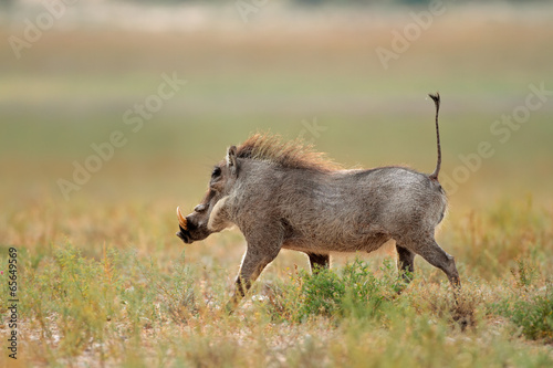 Warthog running photo