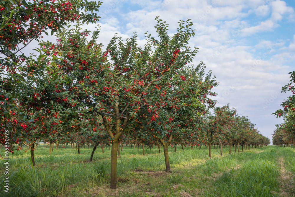 cherries on orchard tree cherries on orchard tree
