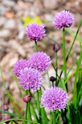 Chives in flower © Arena Photo UK