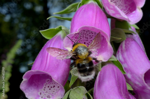 Hummel fliegt Fingerhut an