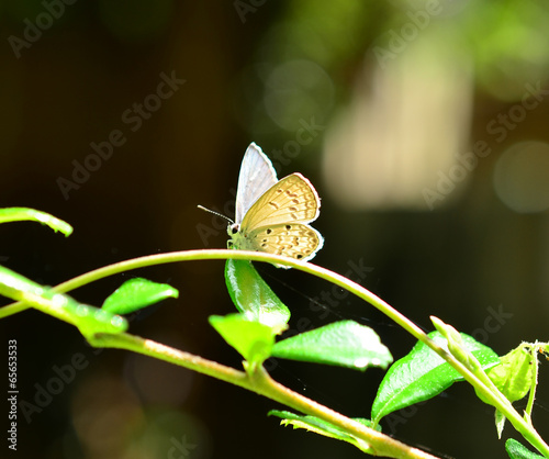 Butterfly on grass. #65653533
