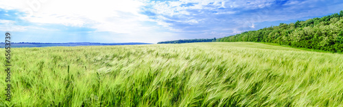 panoramic field